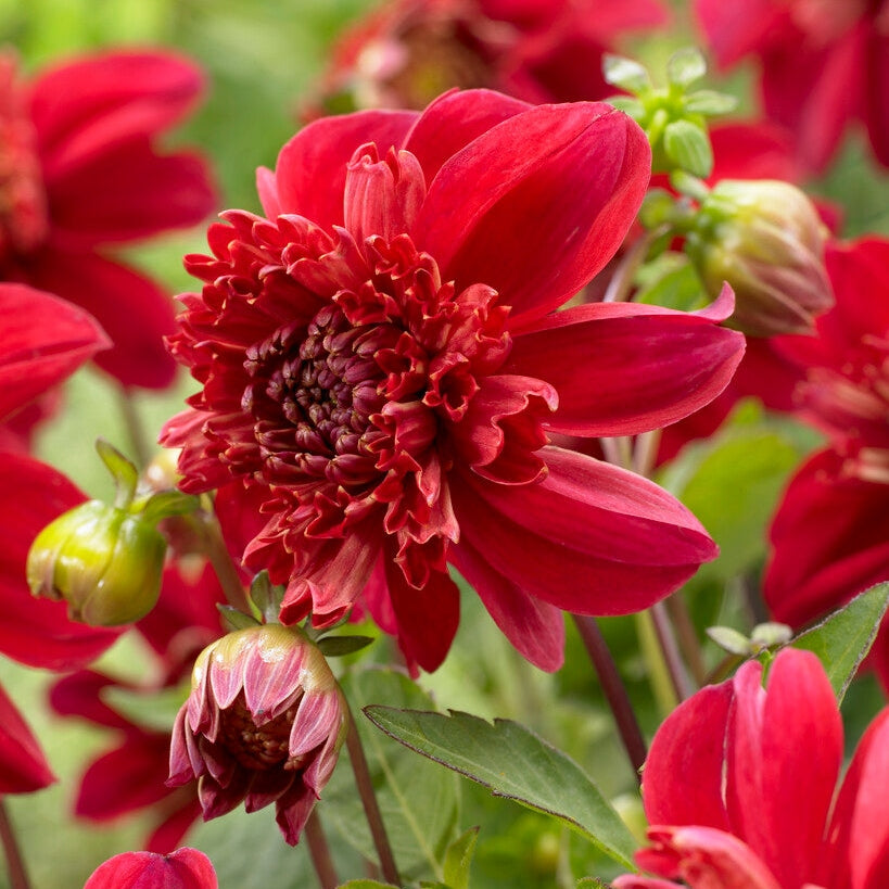 Dahlia Anemone Inca 1-pack